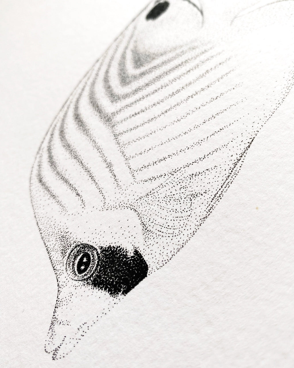 Butterflyfish (Original)