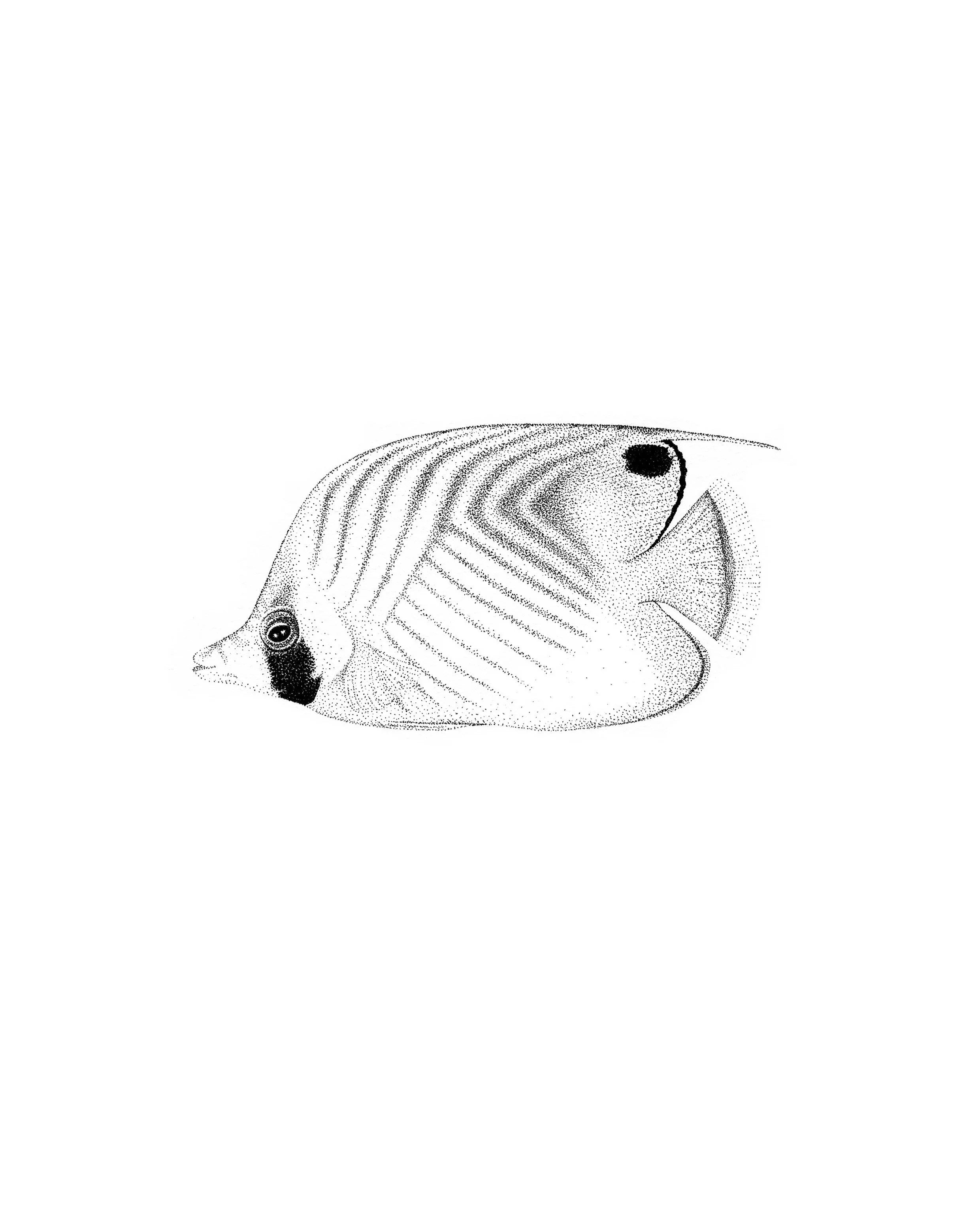 Butterflyfish (Original)