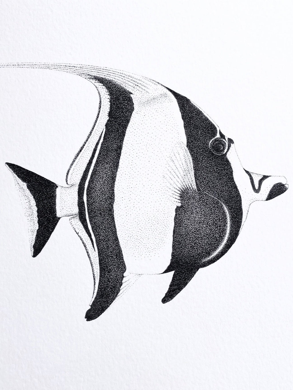 Moorish Idol (Original)