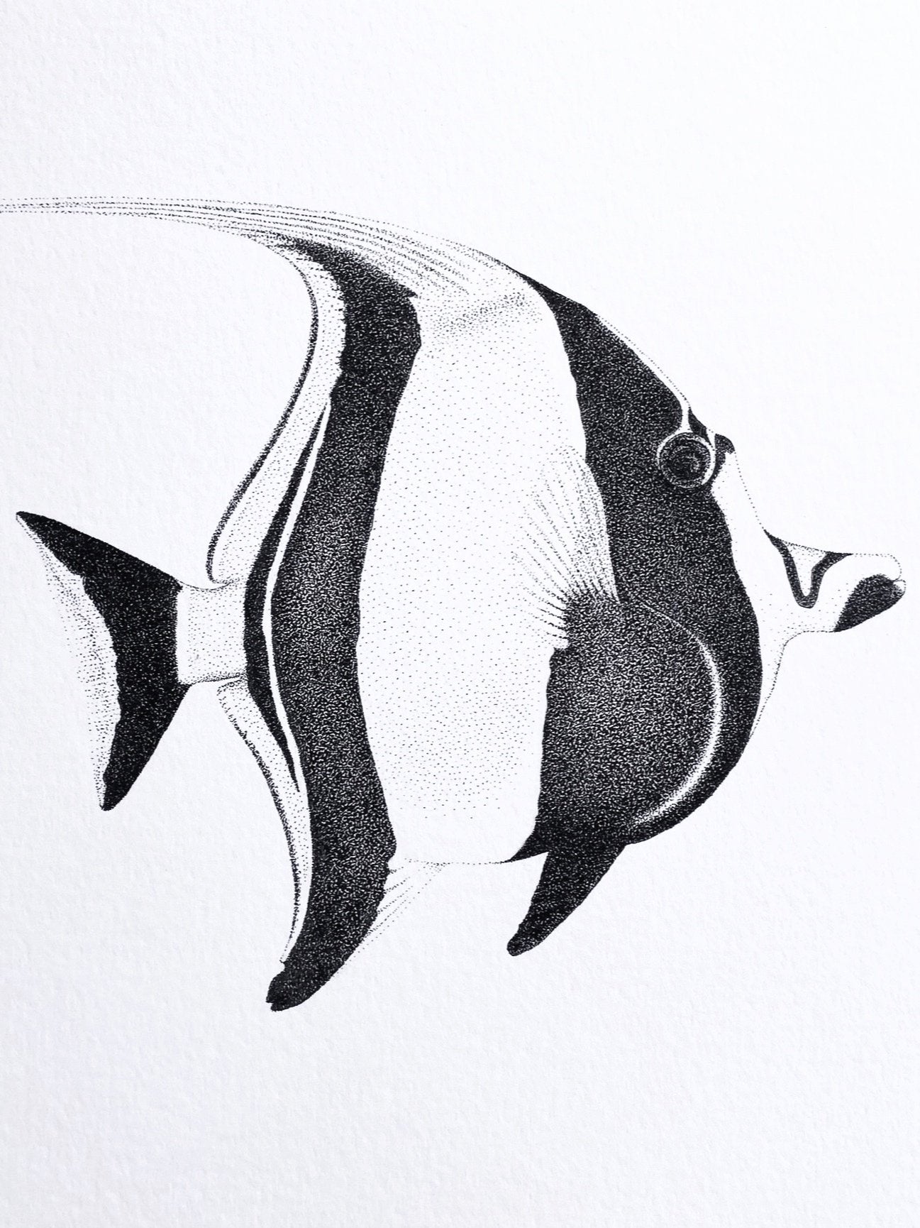 Moorish Idol (Original)
