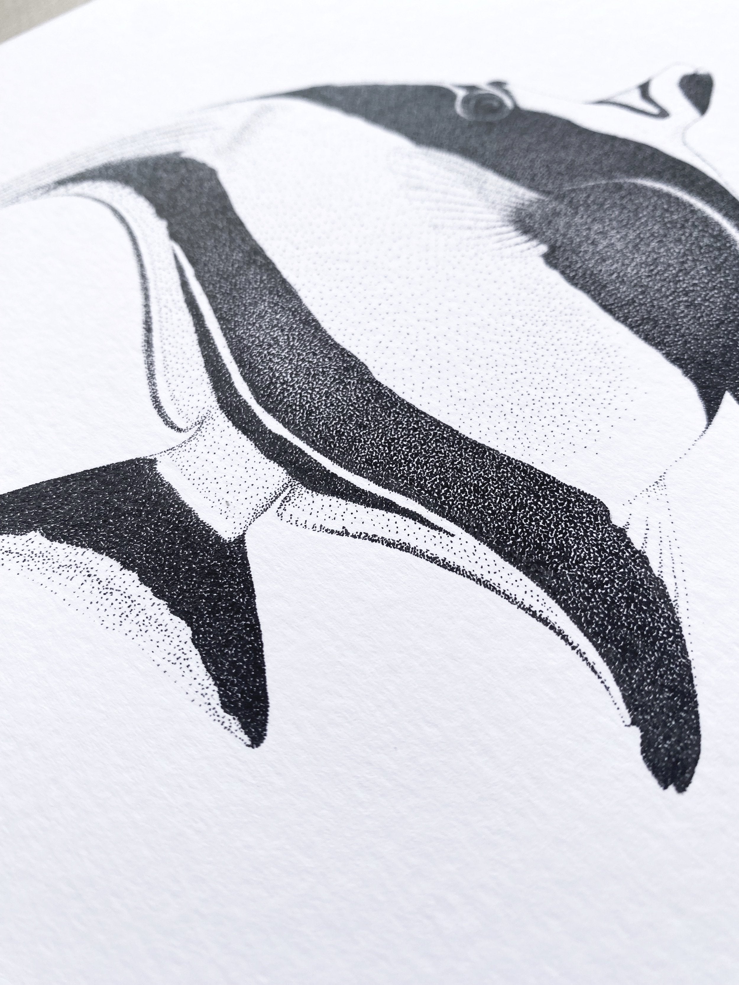 Moorish Idol (Original)