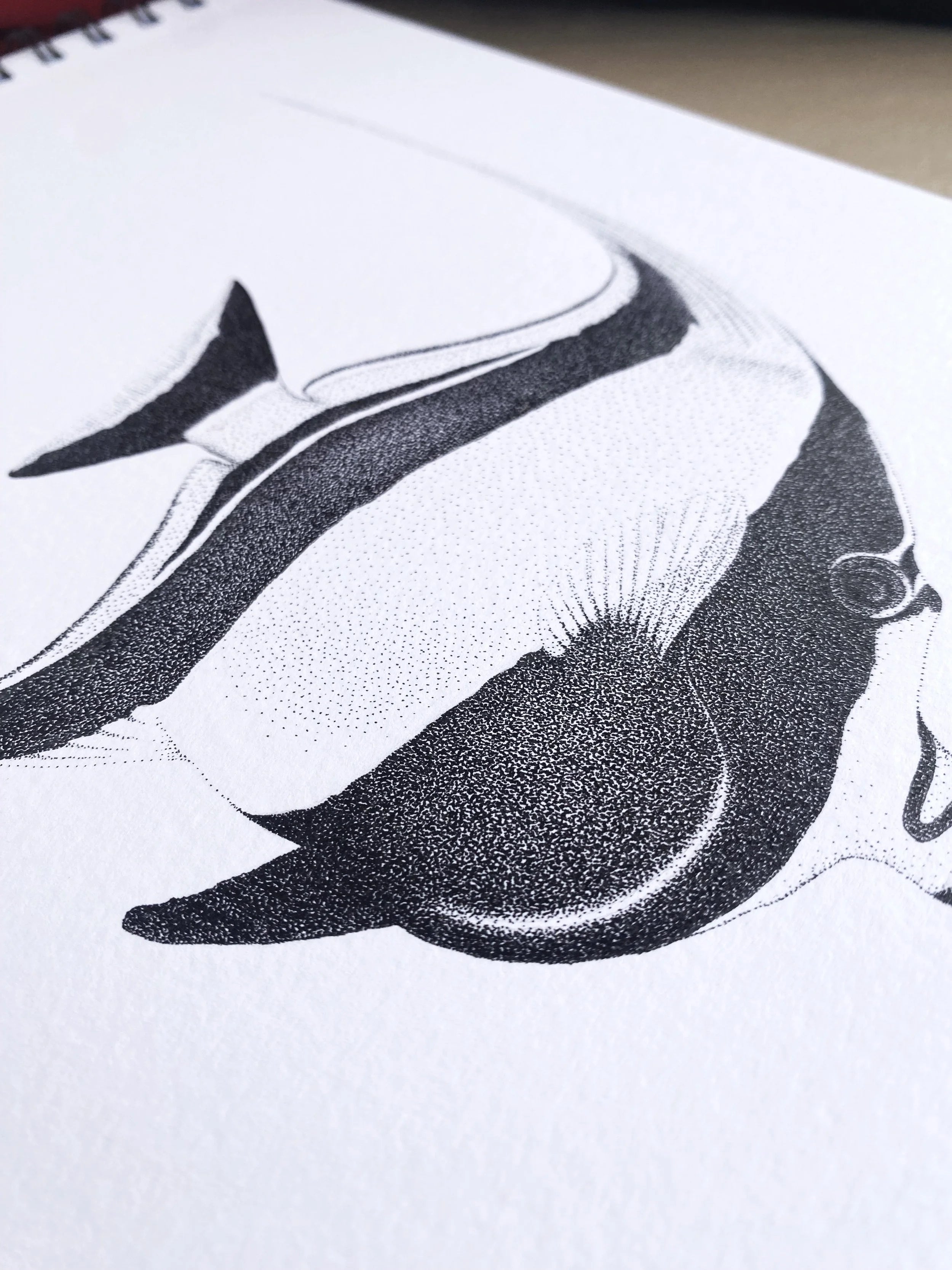 Moorish Idol (Original)