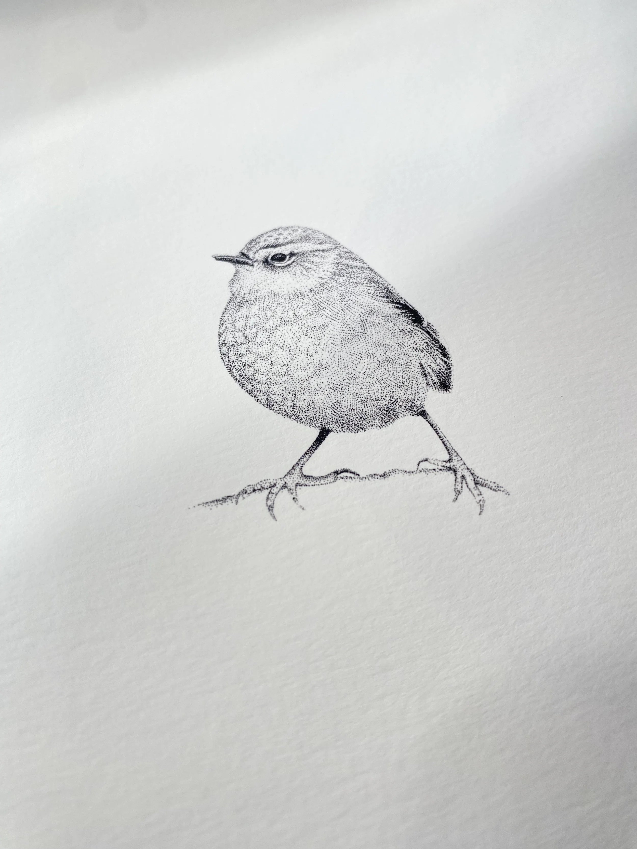 Rock Wren (Original)