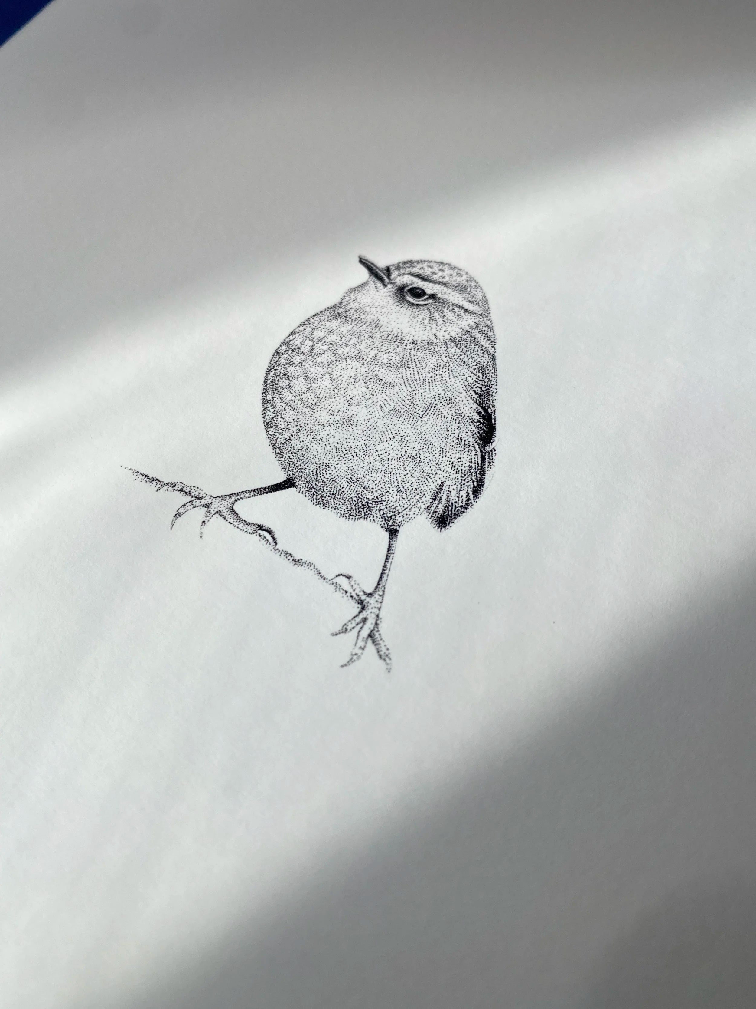 Rock Wren (Original)