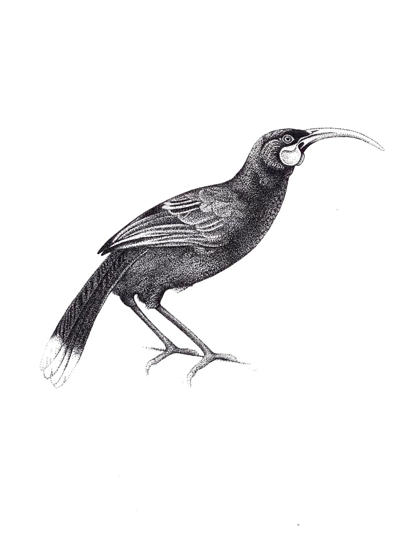 Huia (Original)
