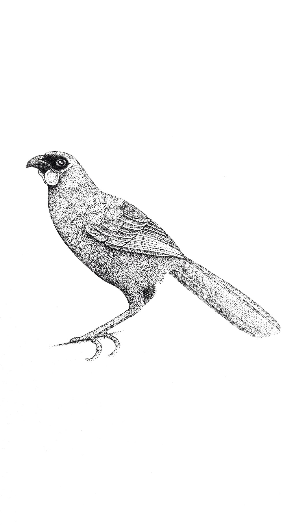 Kōkako (Original)