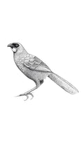 Kōkako