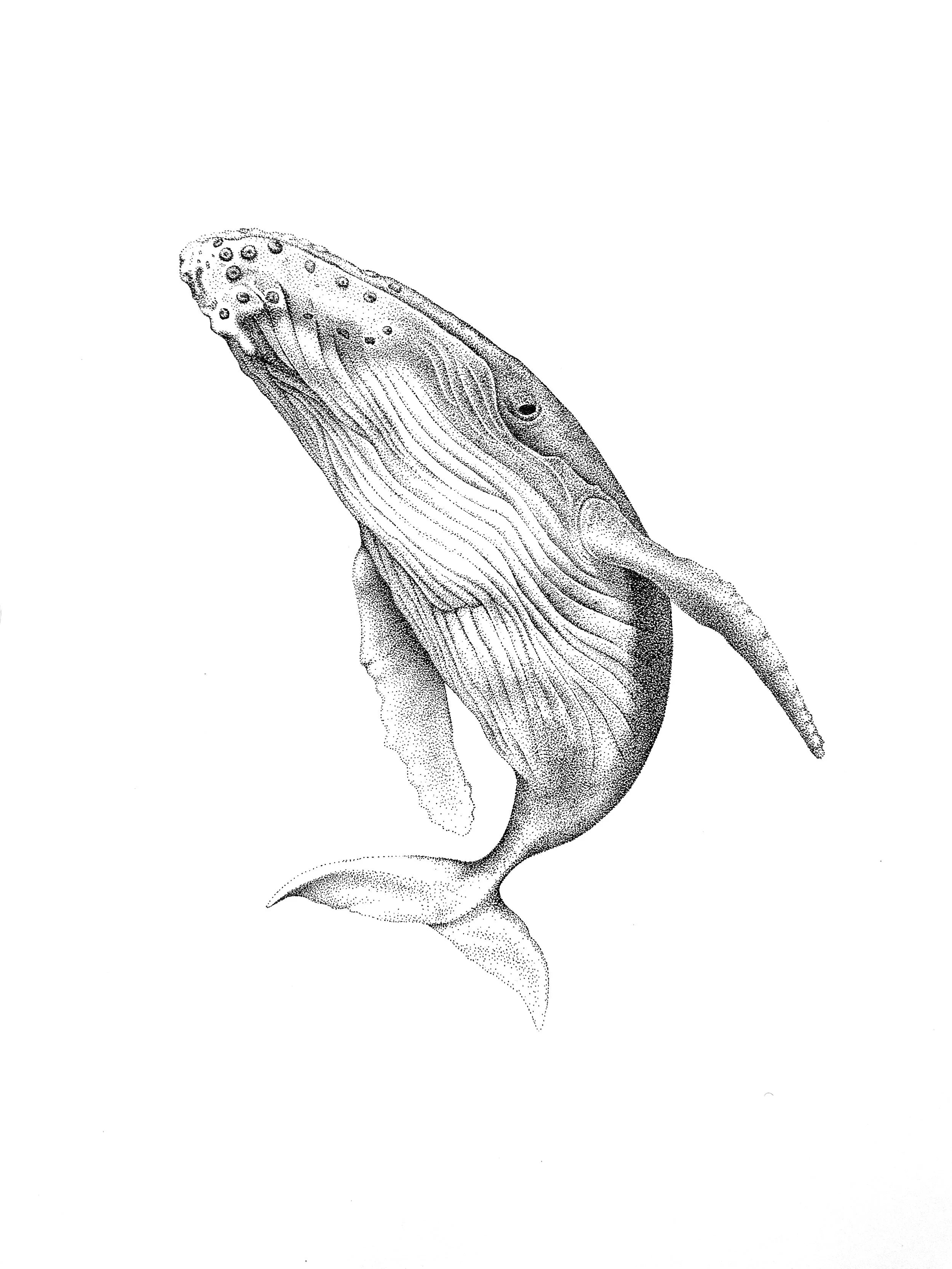 Paikea
