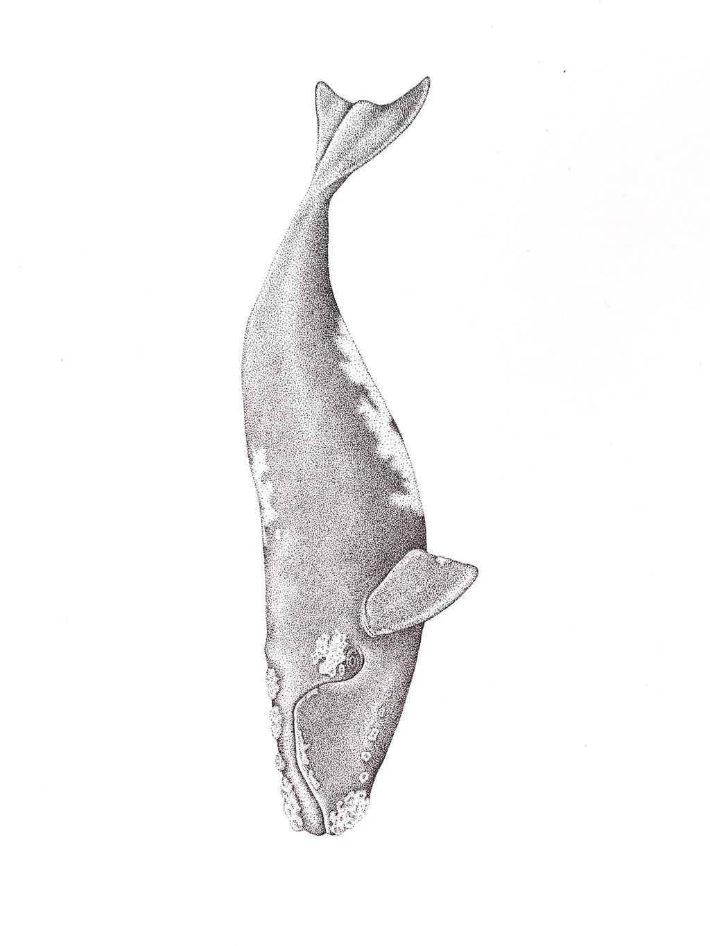 Tohorā (Original)