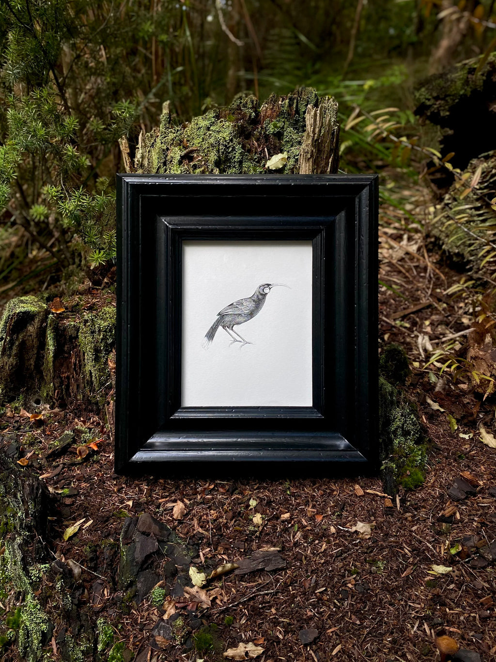 Huia (Original)