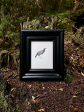 Huia (Original)