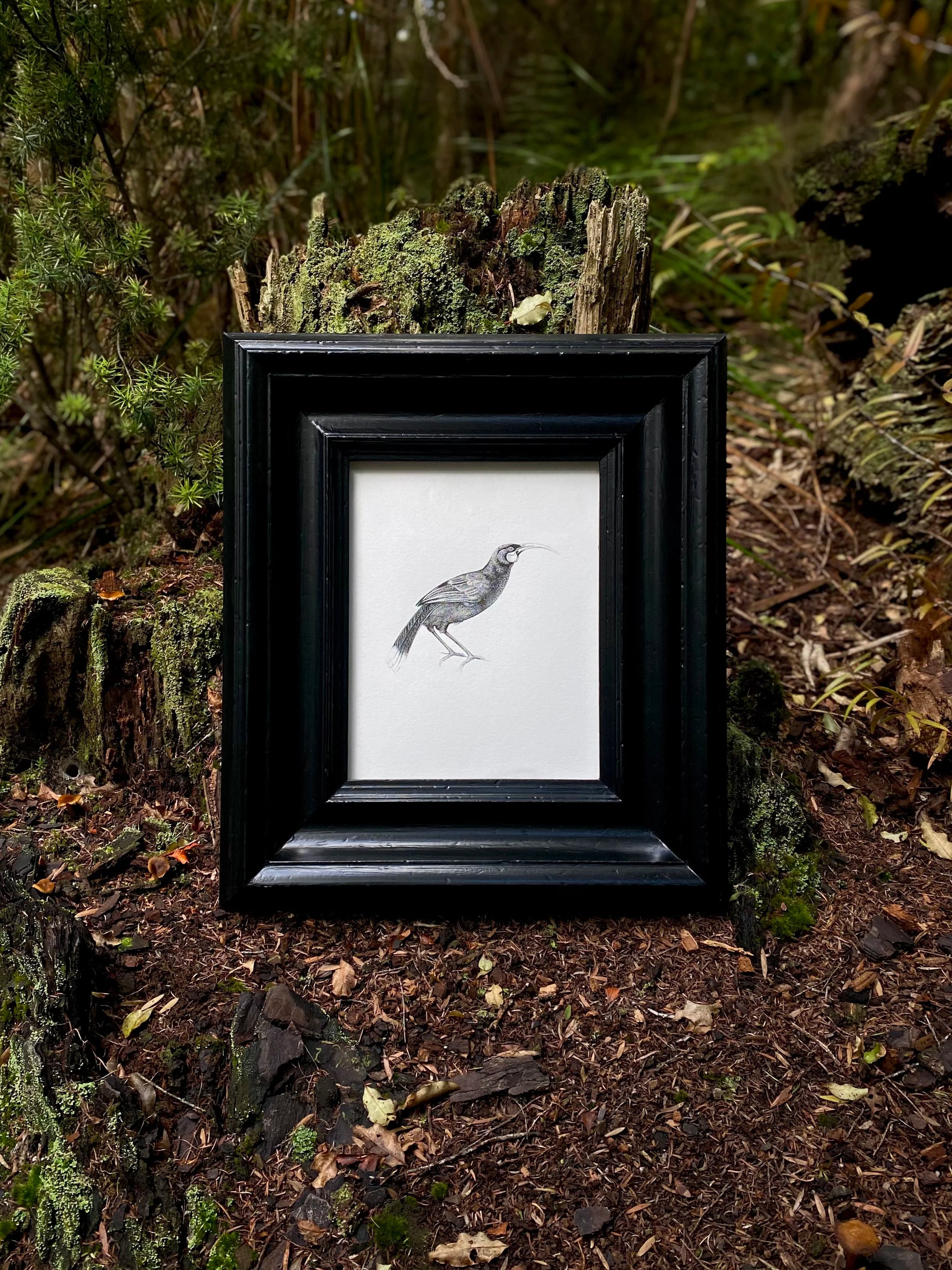 Huia (Original)
