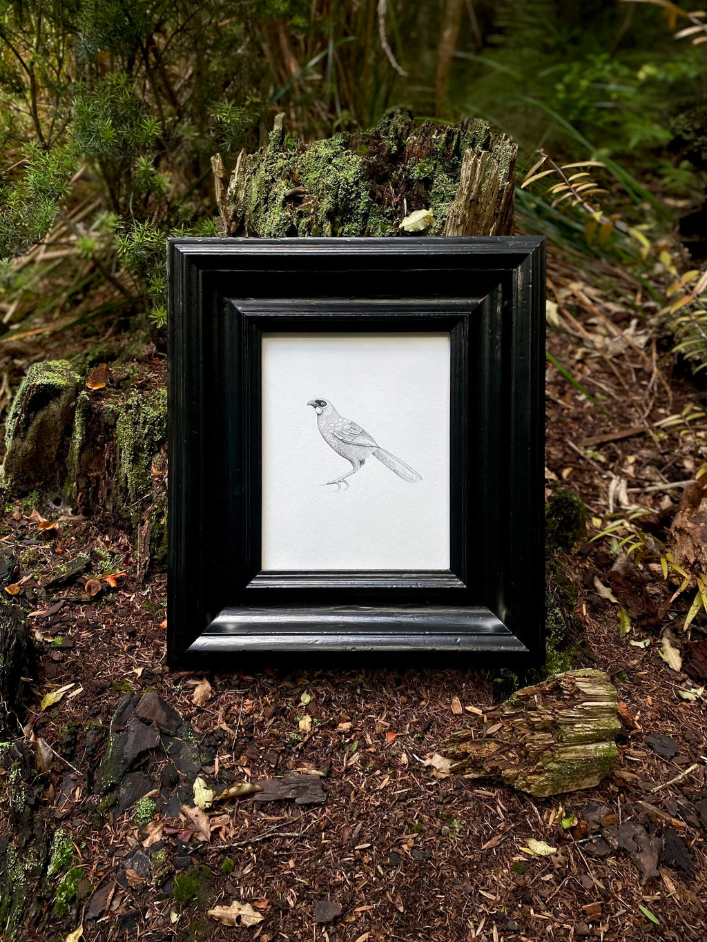 Kōkako