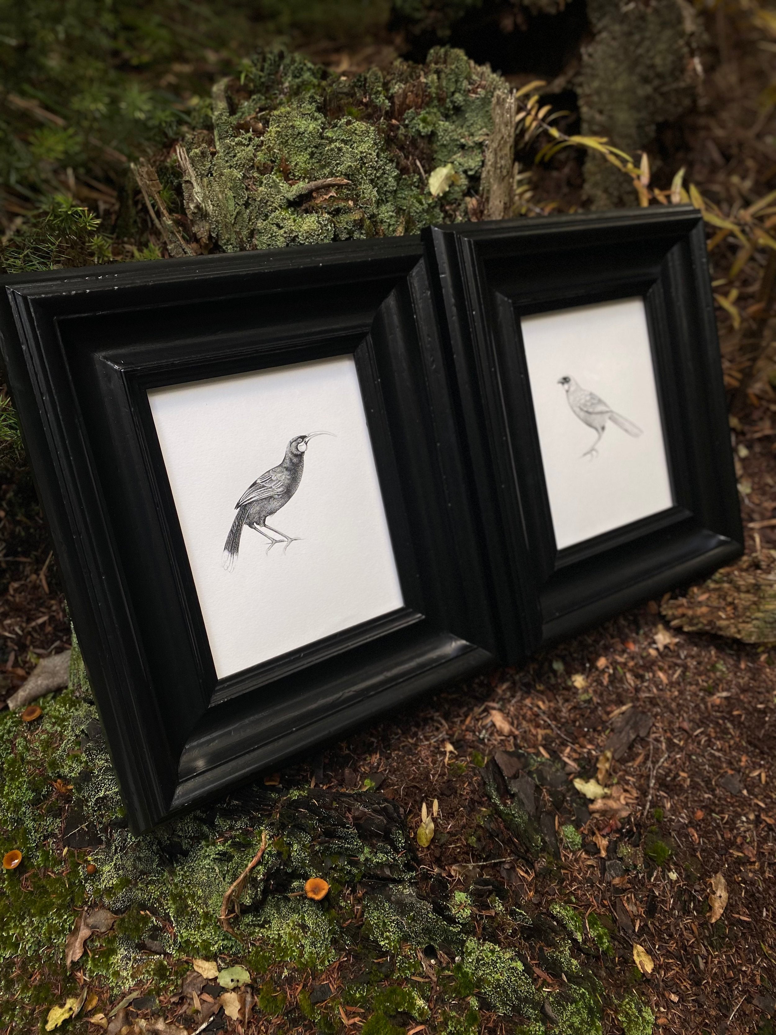 Huia (Original)