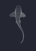 Leopard Shark