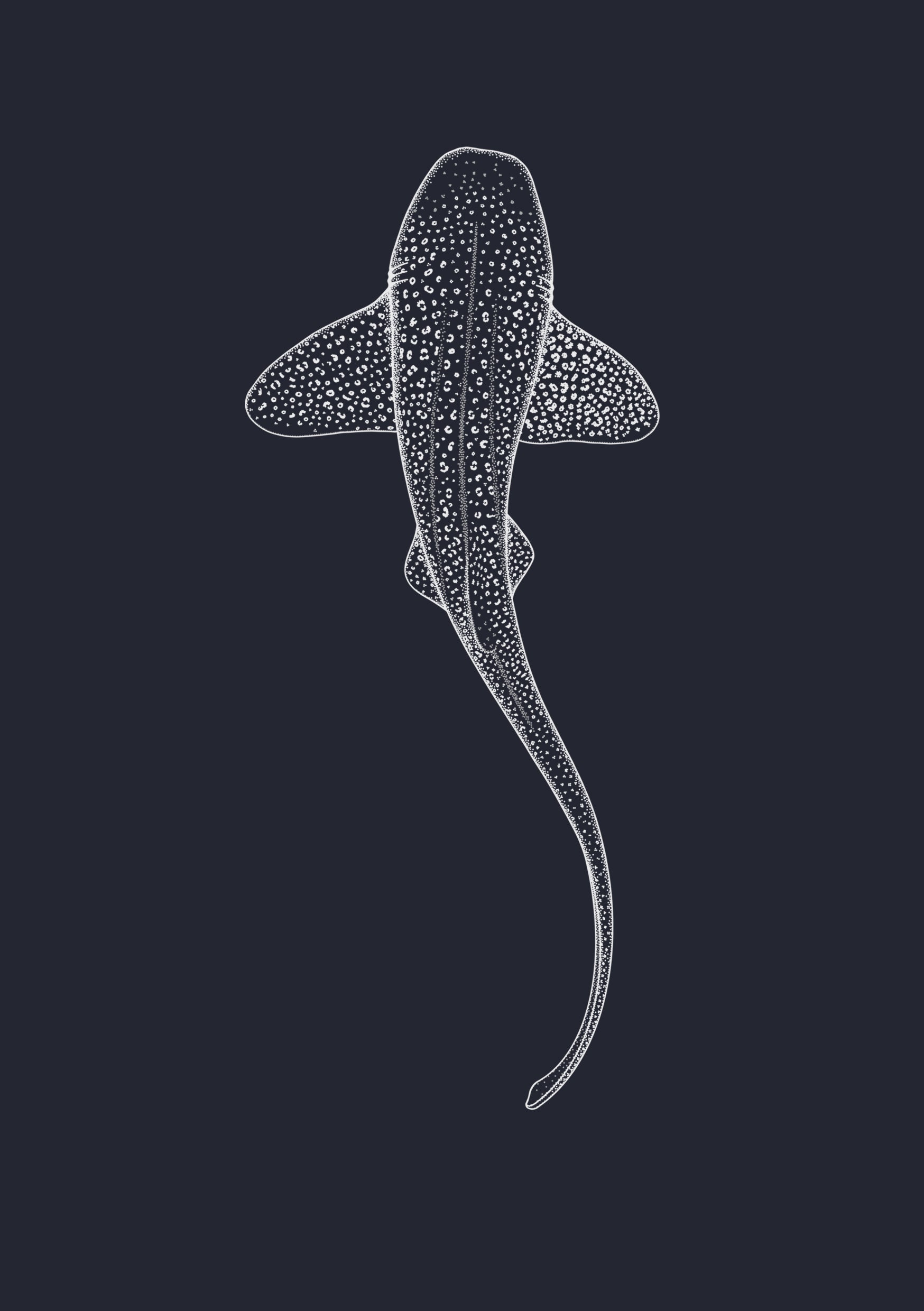 Leopard Shark
