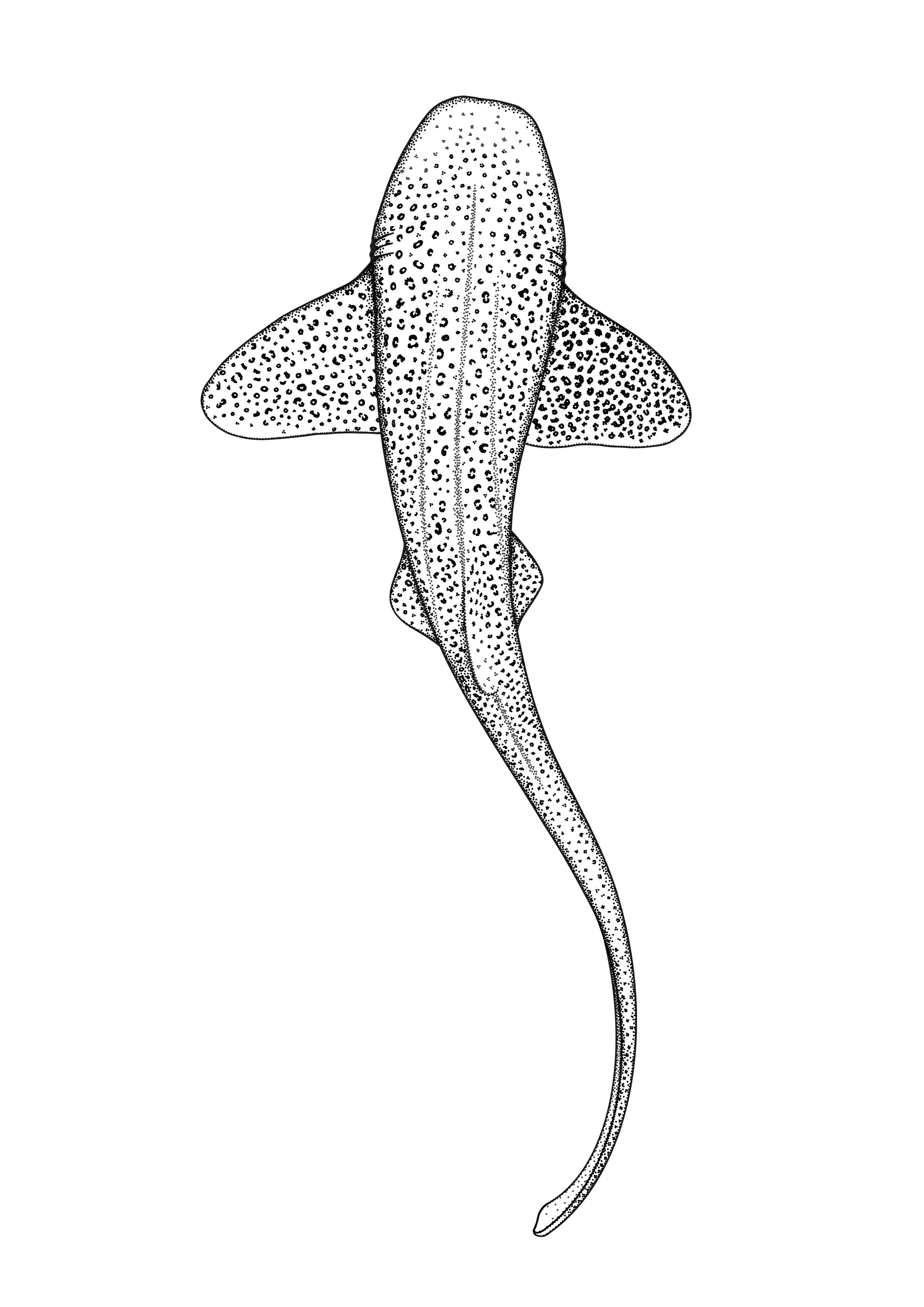 Leopard Shark