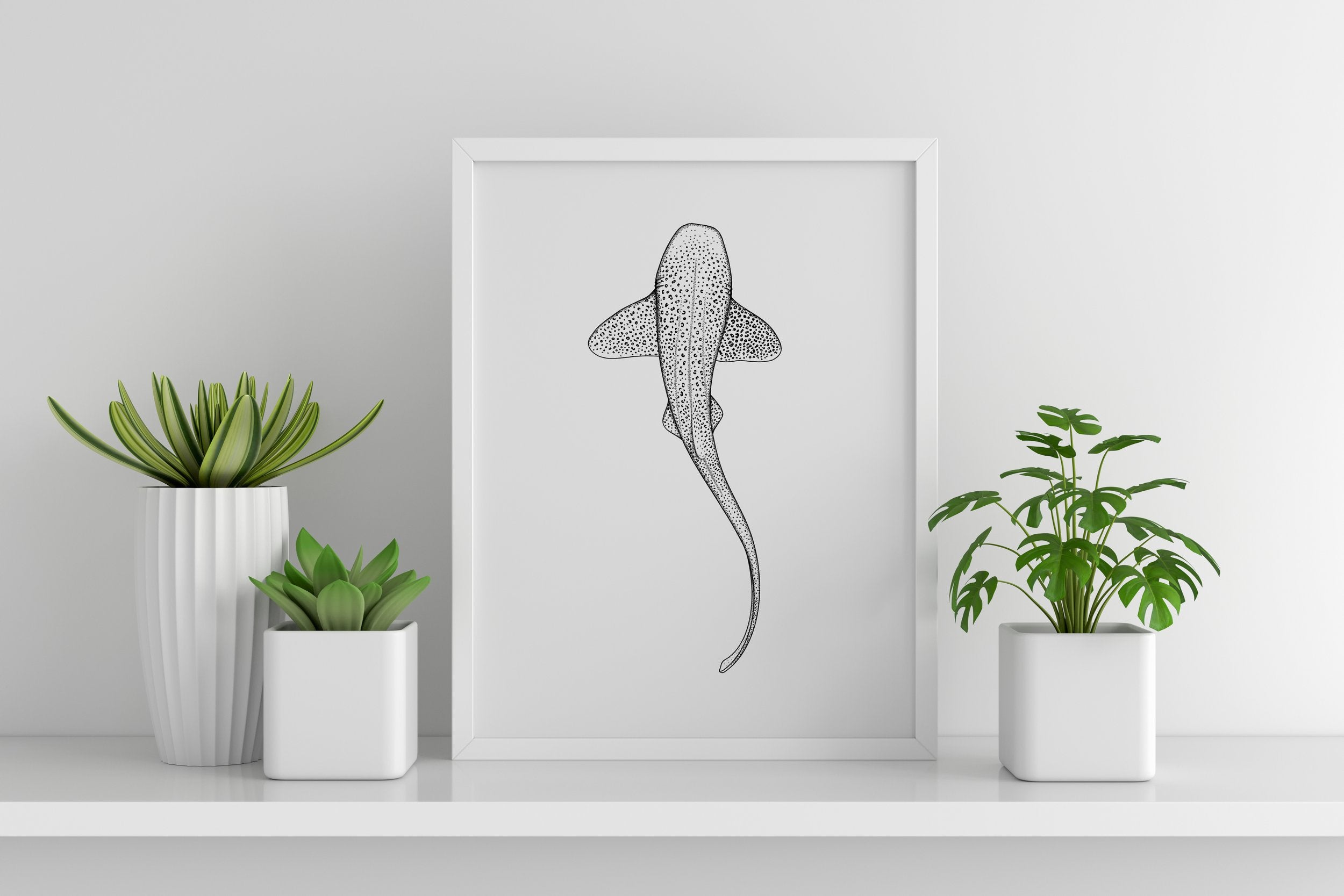 Leopard Shark