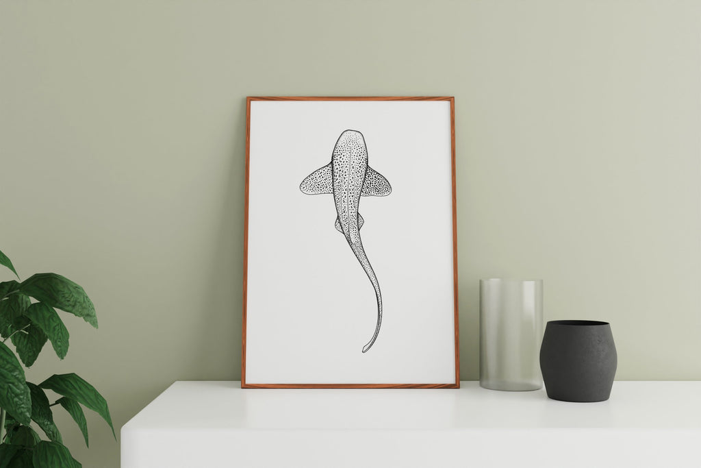 Leopard Shark