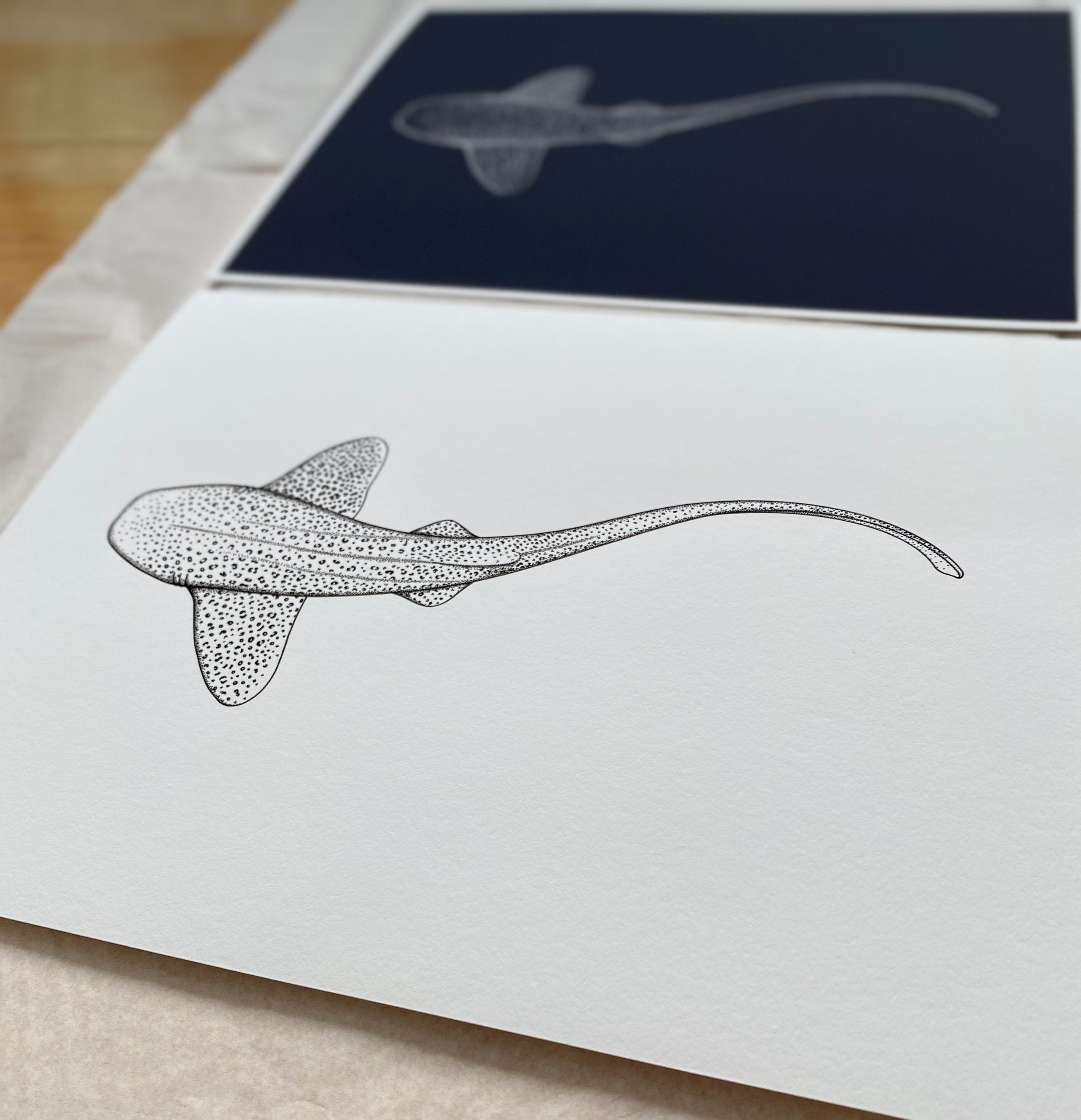 Leopard Shark