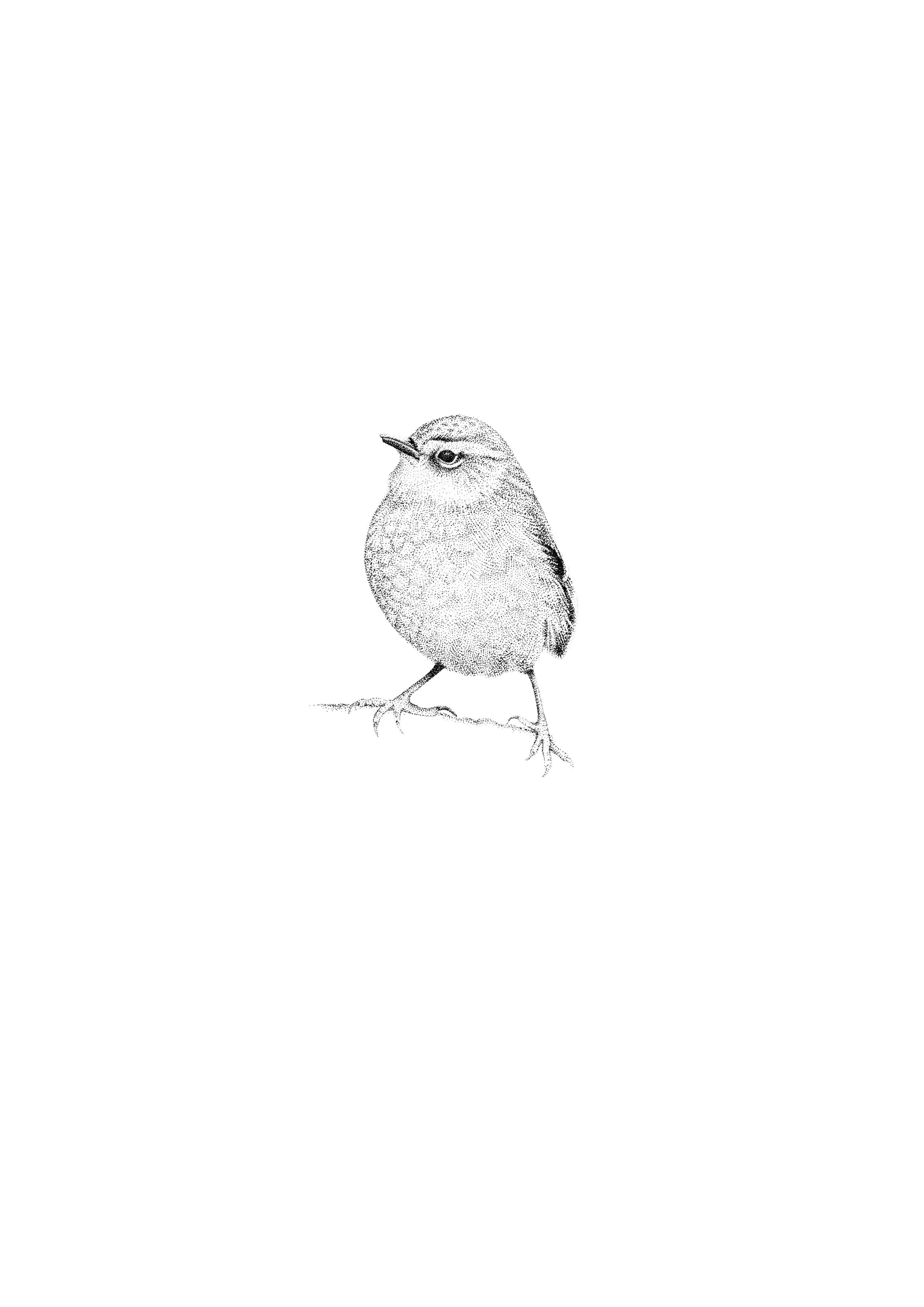 Rock Wren | Pīwauwau