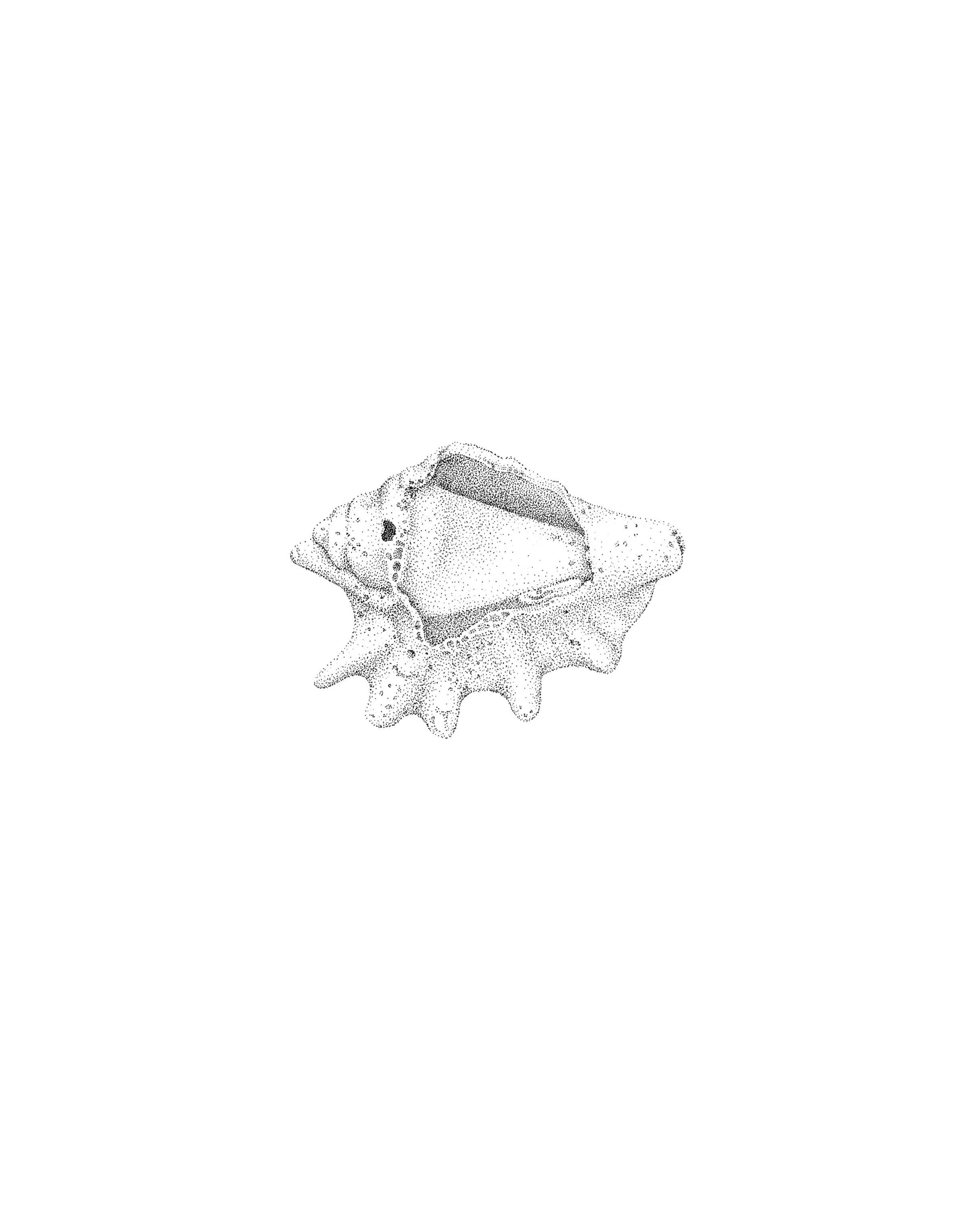 A detailed black and white ink sketch of a seashell, centered on a solid white background.
