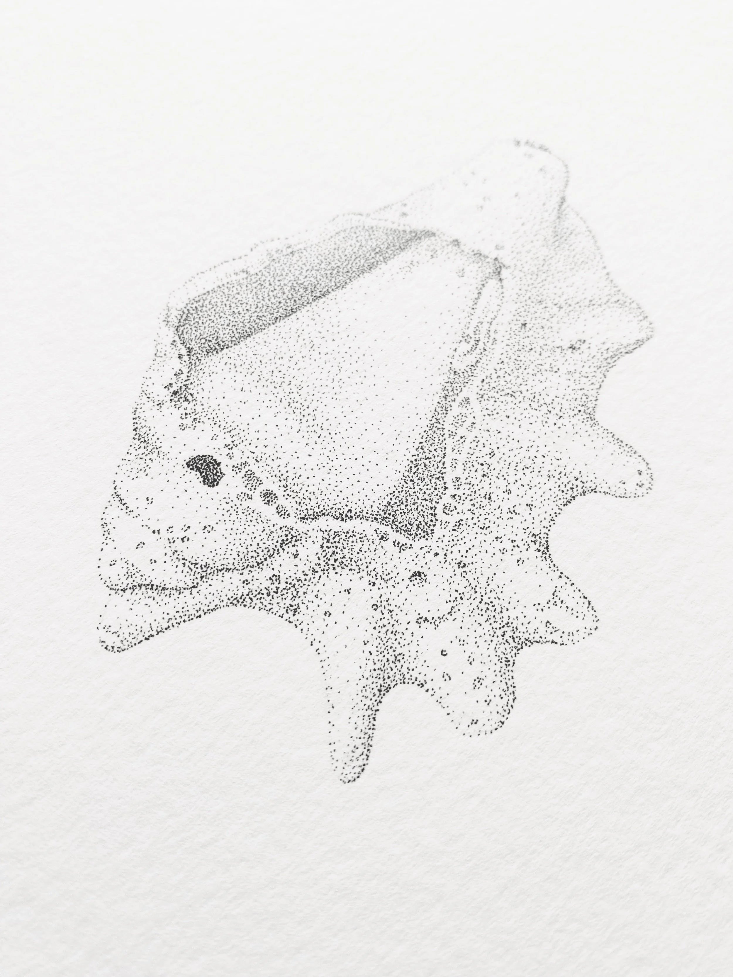 Sea Shell