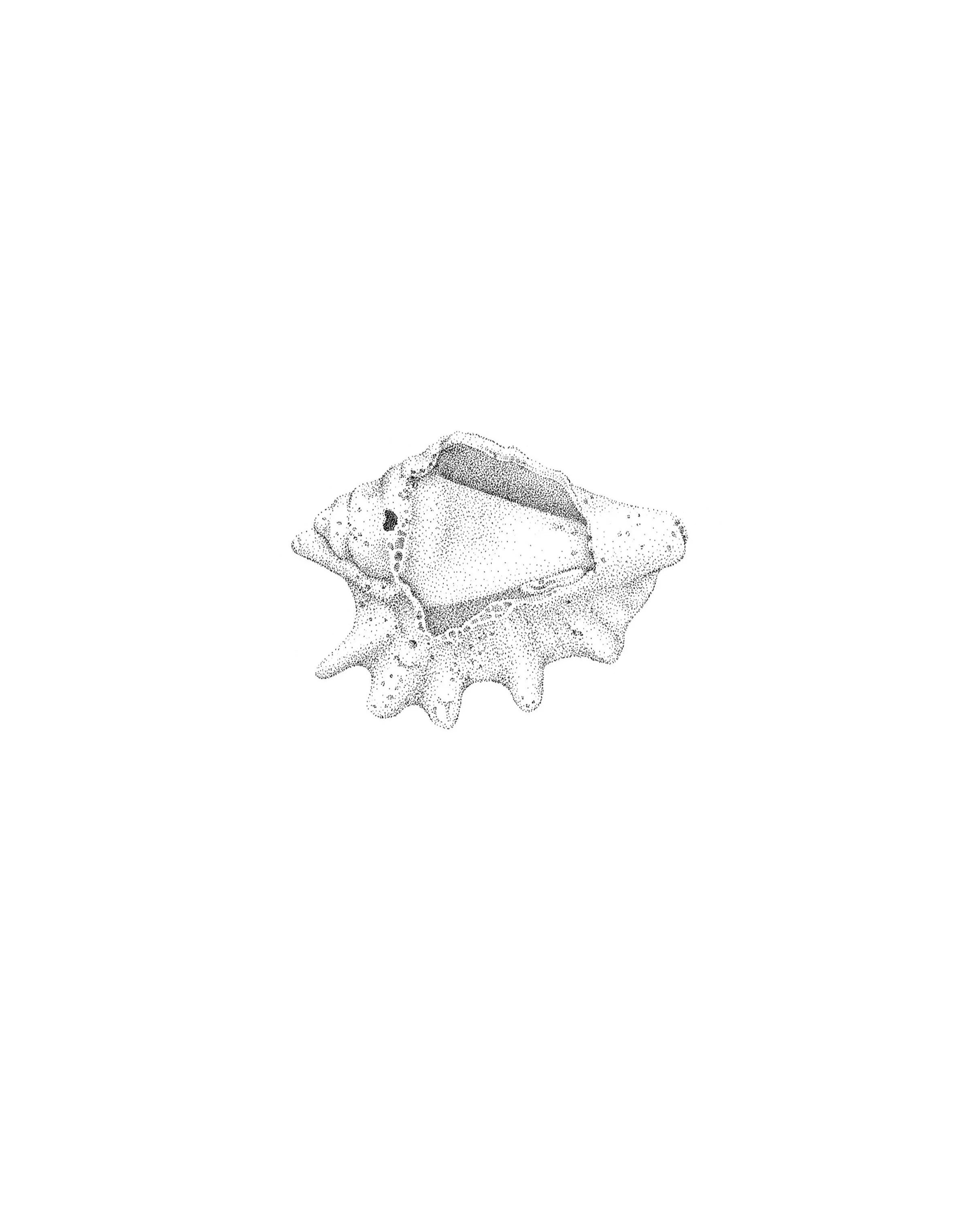 Sea Shell