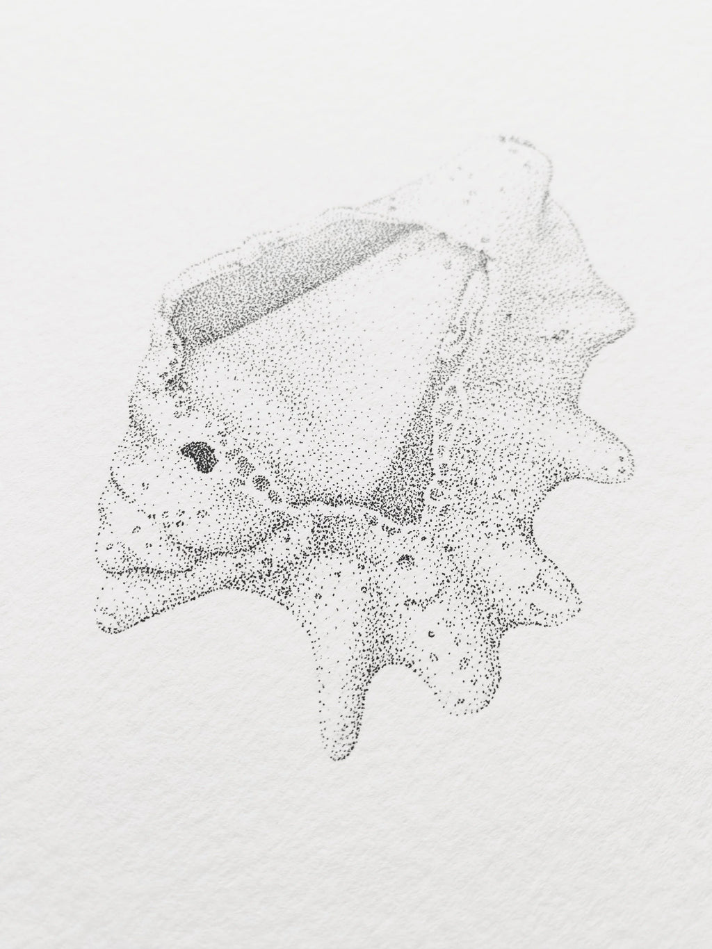 Sea Shell (Original)