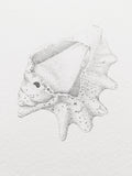 Sea Shell (Original)