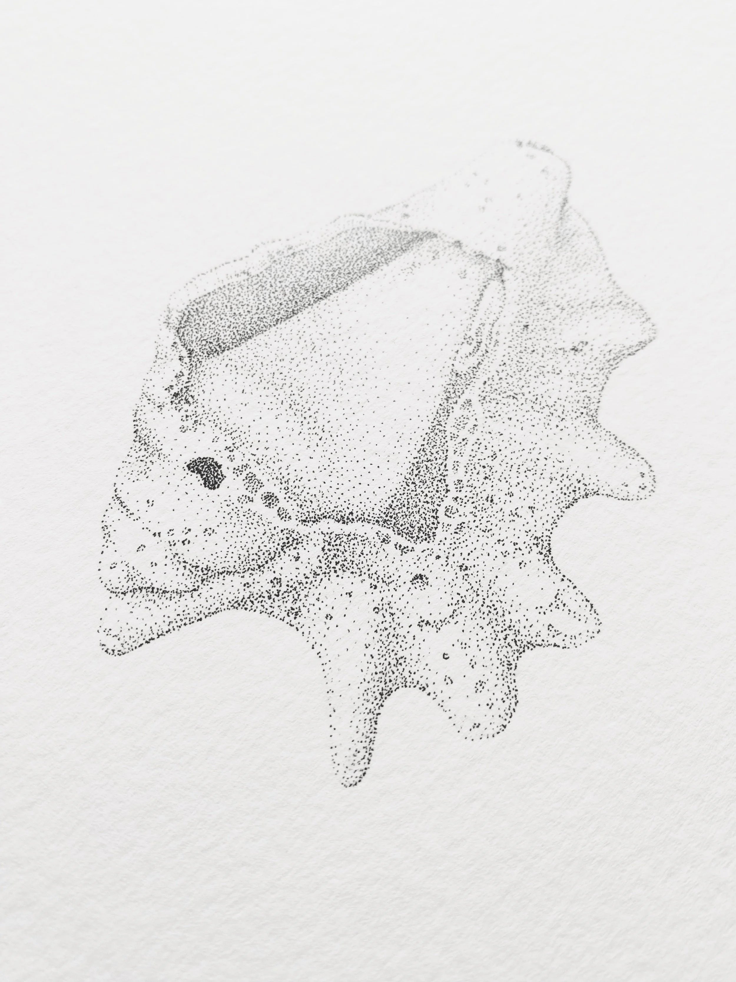 Sea Shell (Original)