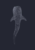 Whale Shark